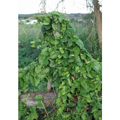 

Berkualitas 1kg Serbuk Powder Bubuk Binahong isi 1 Kg ,,