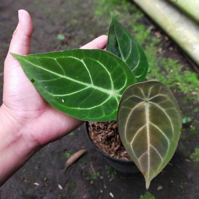 KUPING GAJAH FORGETII ORIGINAL TANAMAN ORIGINAL