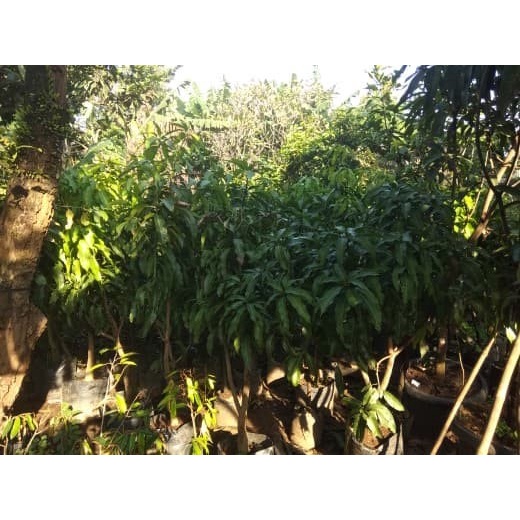 POHON MANGGA IRWIN SIAP BUAH TINGGI 1,6 METER ASLI ORIGINAL