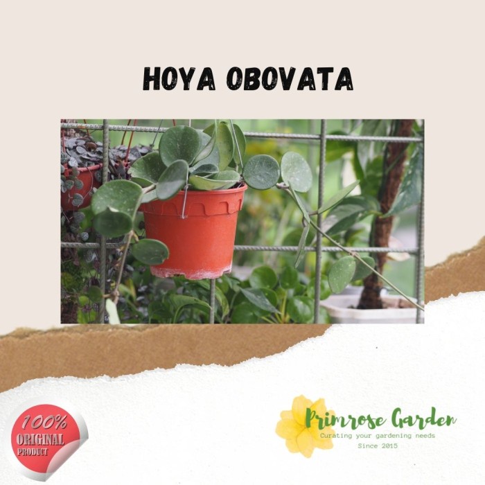 HOYA OBOVATA SPLASH ORIGINAL