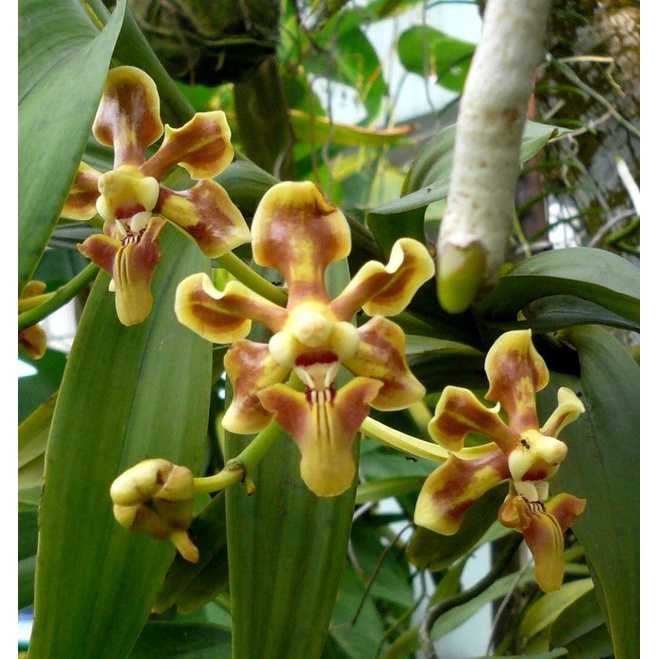 VANDA HELVOLA BLUME 1849 (JAWA TIMUR) ORIGINAL