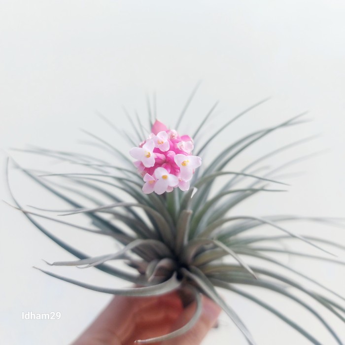 TILLANDSIA HOUSTON FLAMING SPIRE ORIGINAL