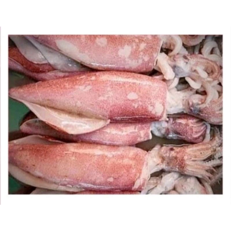 

Cumi-Cumi Ukuran Sedang 250gr | Ikan Segar | | Pasar Induk Pekanbaru #Harga_Grosir