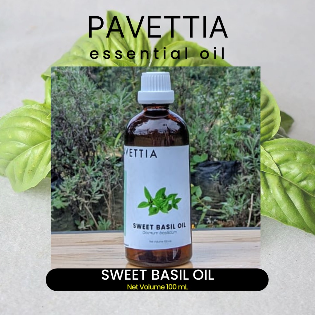 100 ml - Sweet basil essential oil / minyak atsiri selasih (Ocimum basilicum)