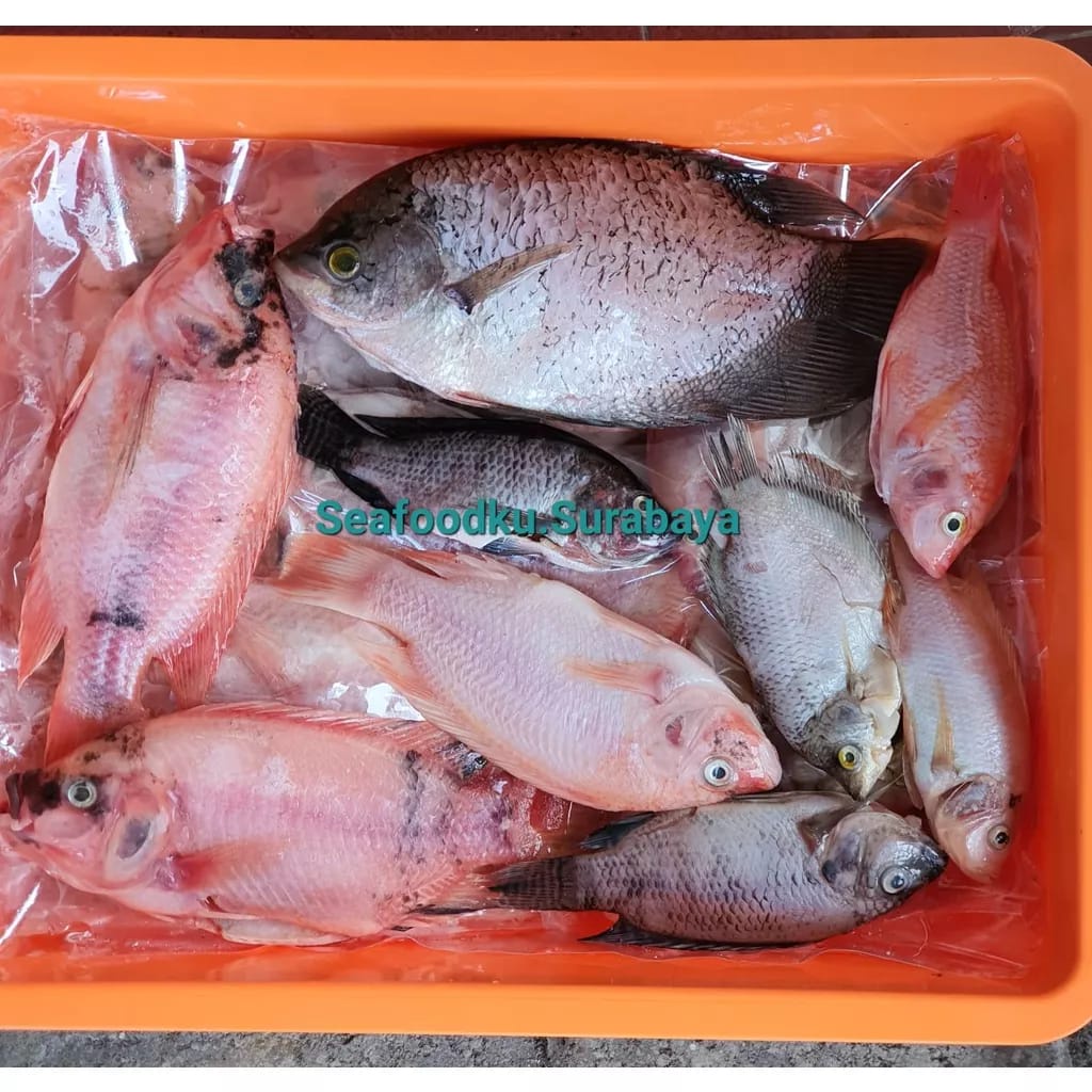 IKAN GURAMI GURAME BEKU FROZEN BERSIH 1 Kg MUJAER MUJAIR NILA PATIN LELE