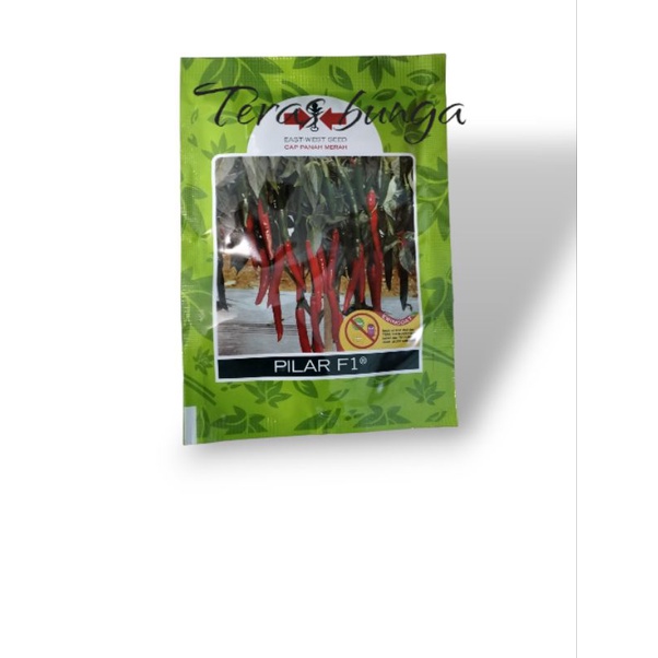 benih cabe besar pilar