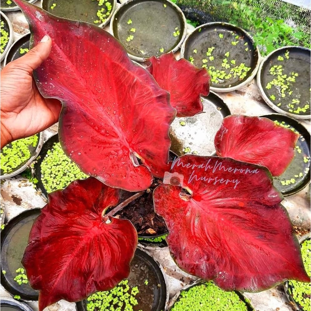 {BISA COD} PROMO FLASHSALE MURAH....Tanaman Hias Caladium Anggur Merah Bukan Bonggol / Mangkok Kunin