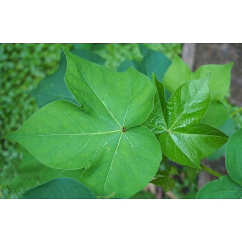 

Jual Daun kapas segar herbal 100 gram -+10 lembar daun