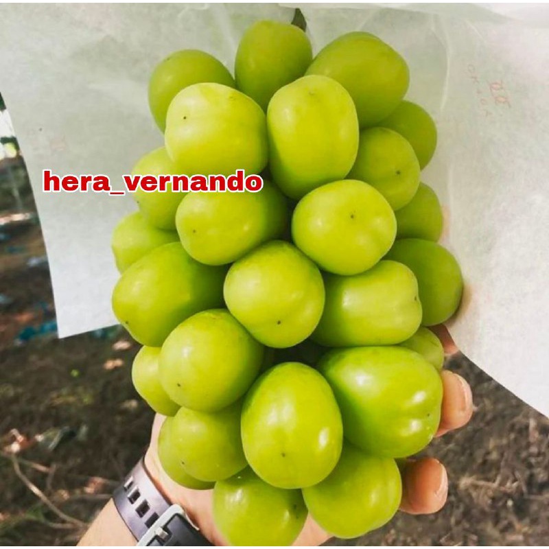 Bibit Anggur Shine Muscat Grafting Cepat Berbuah