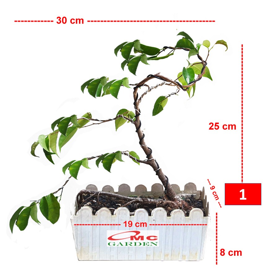 Bonsai Beringin Lokal Local Iprik Kimeng Ficus Microcarpa B-BR-004