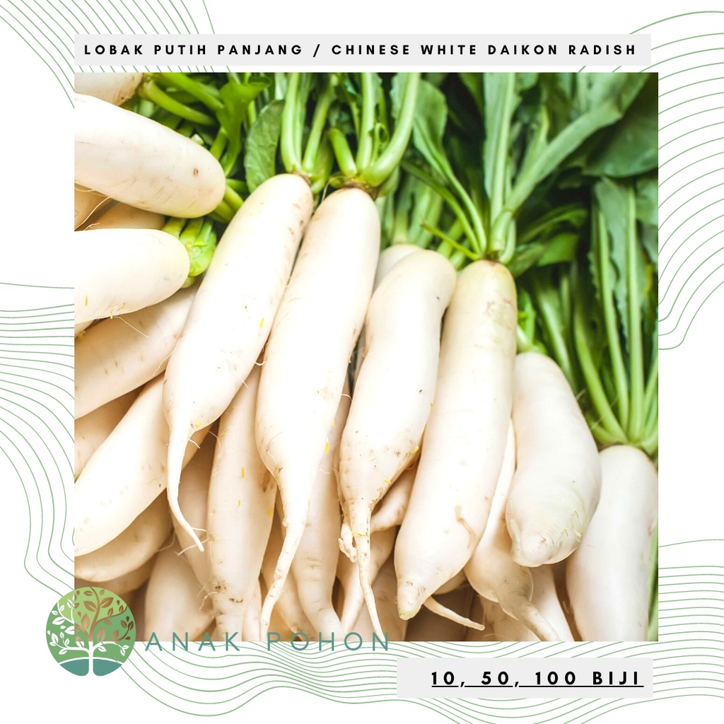 Benih Bibit Biji - Lobak Putih F1 Hibrida White Radish Chinese Daikon Seeds - Panen Dalam 45 Hari