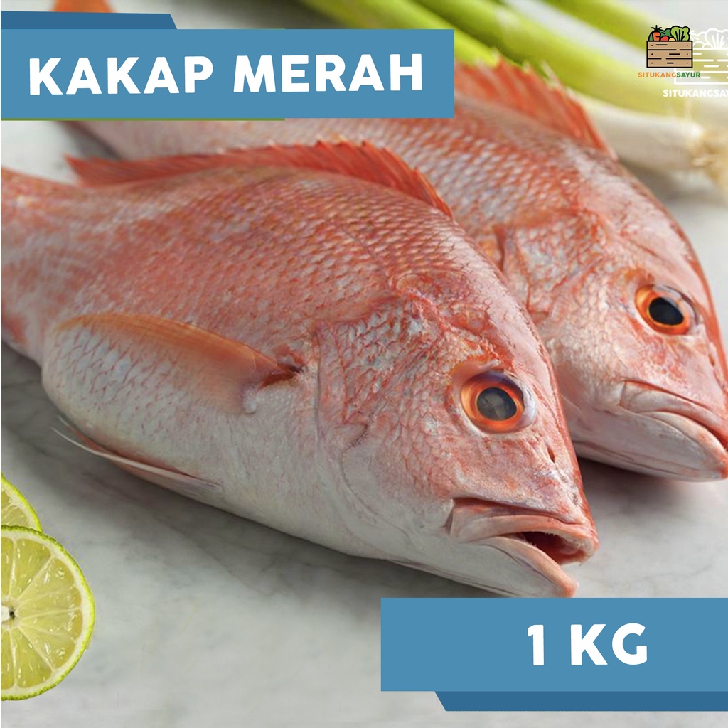 

Ikan Kakap Merah | ±1kg (Kota Bandung & Sekitar)