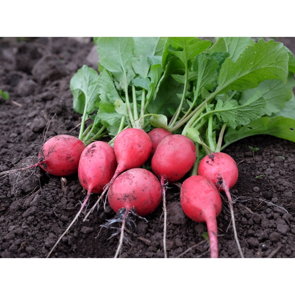 Benih Bibit Biji - Radish Scarlet Globe (Raphanus sativus) Lobak Bulat Merah Seeds - IMPORT