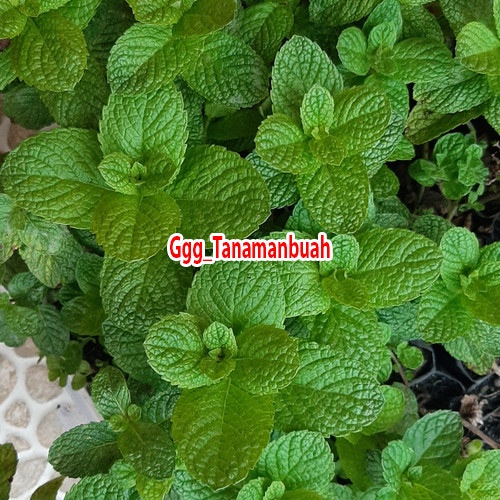 bibit daun mint super rimbun