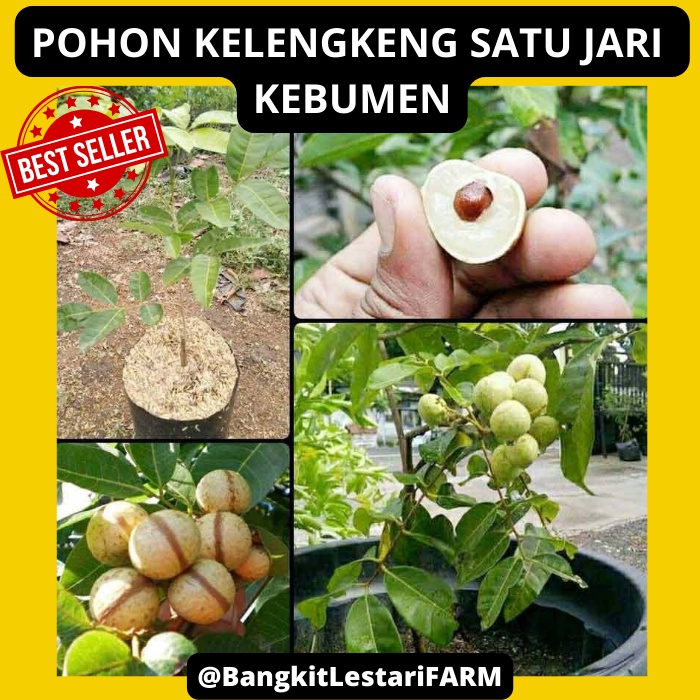 Pohon Kelengkeng Satu Jari, Pohon Kelengkeng Satu Jari SUPER GENJAH, Pohon Kelengkeng BERKUALITAS