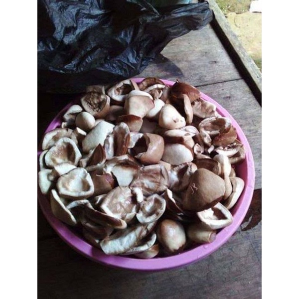 

buah picung segar 500grm