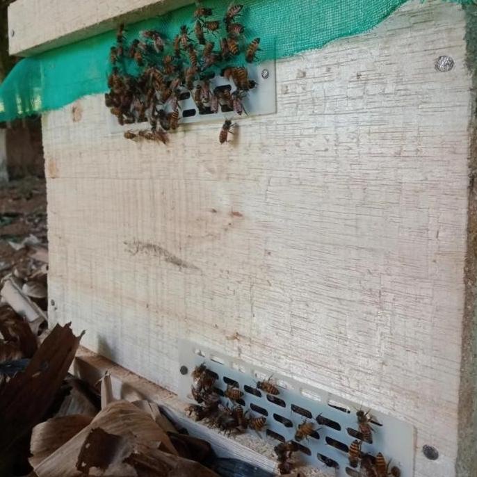 

Ready Koloni Super Lebah Madu Apis Cerana Terlaris