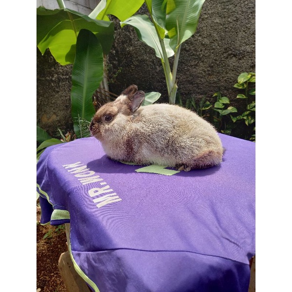 Kelinci hias mini Netherland Dwarf-ND betina dewasa (1).