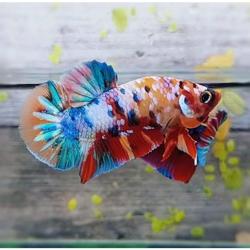 yellow base orange base multi colour