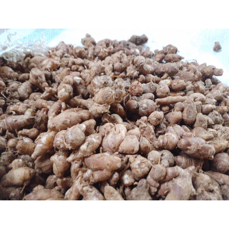 

Kencur 1 kg