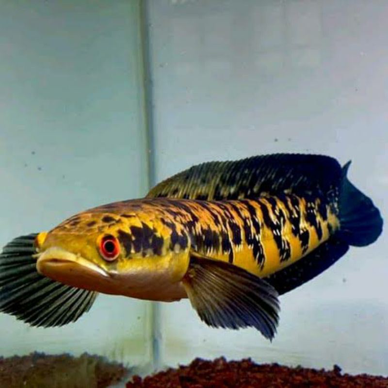 chana ys maru sortiran kembang bar rapih mental geleger 11-13cm 14-16cm 18-20cm