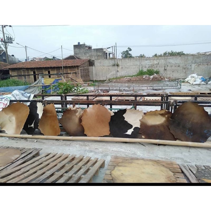 

KULIT BEDUG SIAP PAKAI DIAMETER 85-90