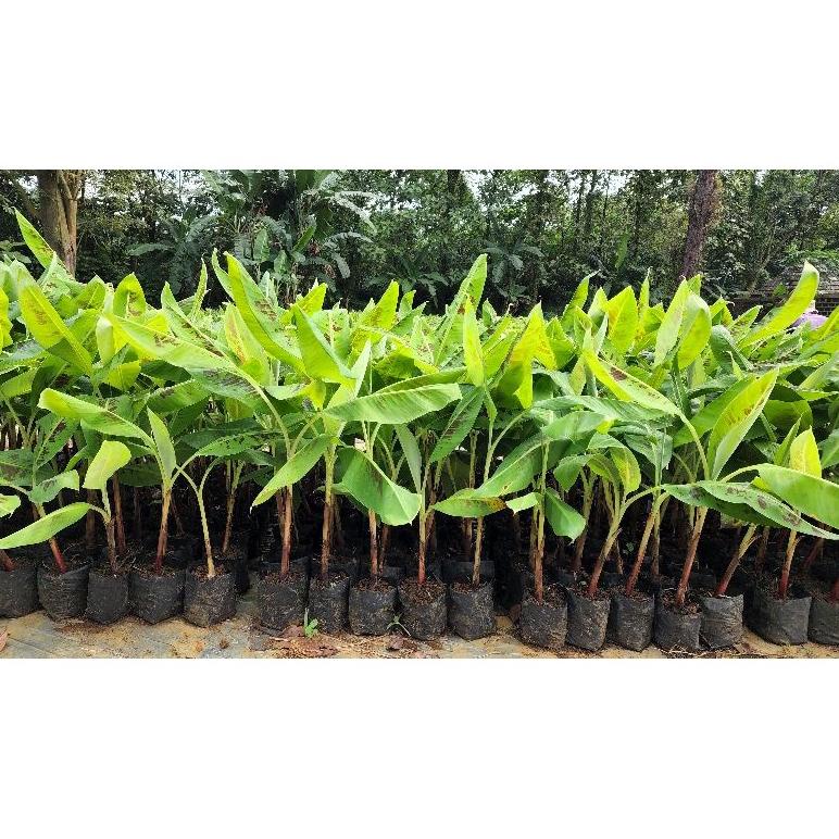 [spin1] Bibit kultur jaringan pisang Cavendish CJ40