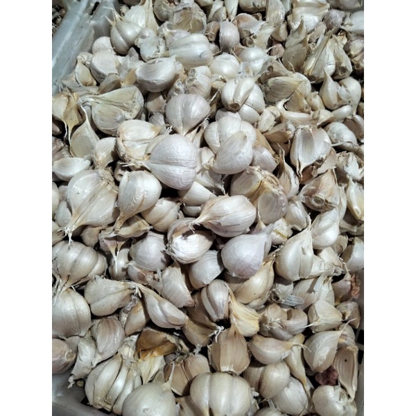 

bawang putih kating dan bawang merah brebes