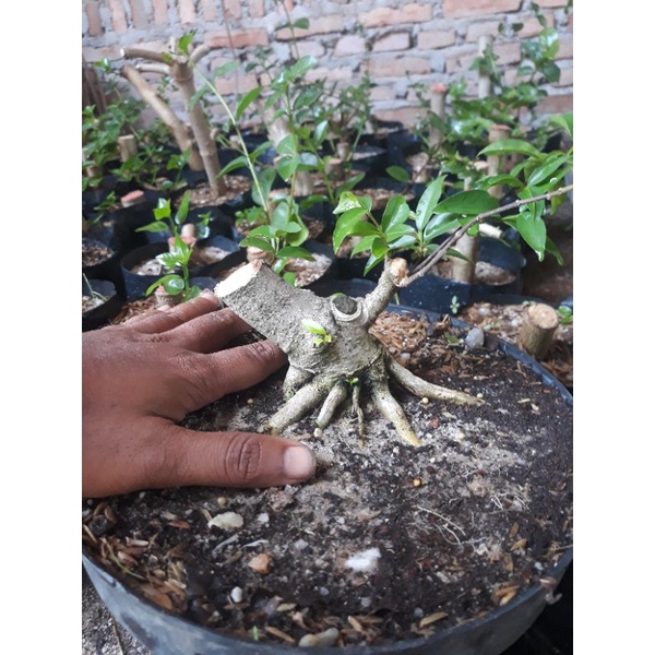 bonsa anting putri batang putih tanaman bonsai