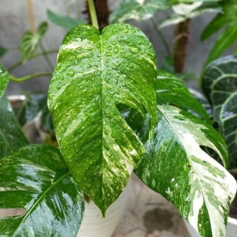 Bunga Hias Epipremnum Pinnatum Variegata / Epip Var