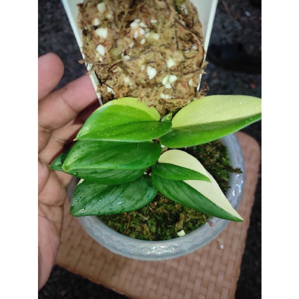 Tanaman Hias Scindapsus Moonlight Variegata