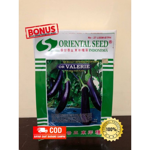 Benih Terong OR Valerie dari Oriental Seed