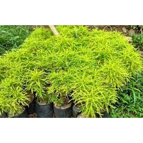 BIBIT BUNGA BROKOLI BUAT TAMAN (beli 5 gratis 1)