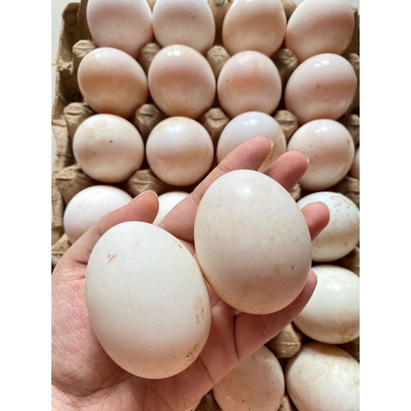 Telur bebek (kulit putih) mentah