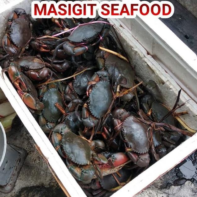 

Promo KEPITING FRESH/HIDUP ISI 4-5 EKOR(200gram up)