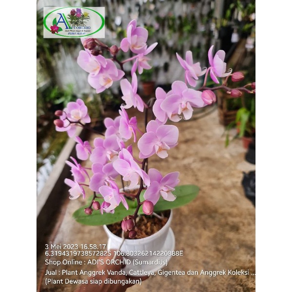 Anggrek Bulan Mini Rangkaian, Sakura @1plant
