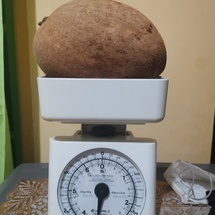 Promo Buah Segar Mamey Sapote Magana Berat 1-1,5 Kg / Sawo Jumbo Fresh Mamei Terlaris