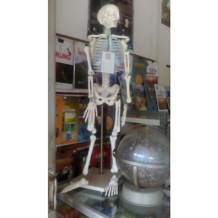Flash Sale Kerangka Manusia Mini Terbaru