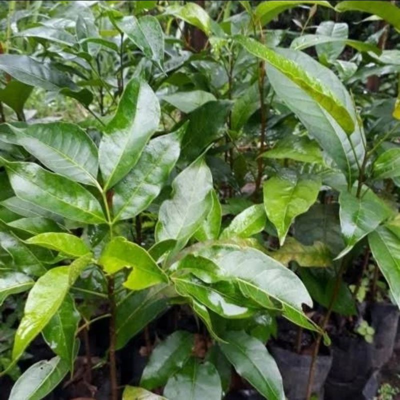 bibit tanaman pohon kenari