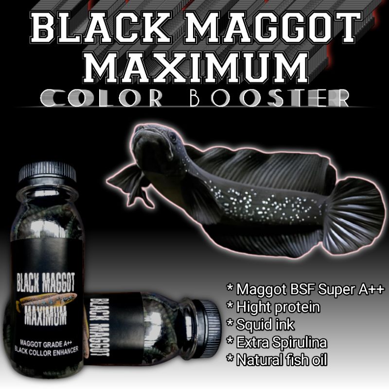 BLACK MAGGOT GRADE A++ pakan chana asiatica ws & channa maru