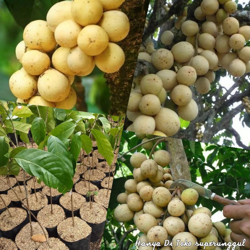BIBIT DUKU MADU KOMERING HASIL SAMBUNG UNGGULAN