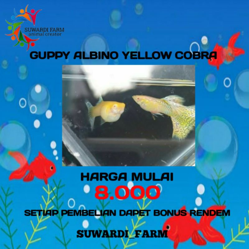 Aksesoris Akwarium (Guppy Albino Yellow cobra)