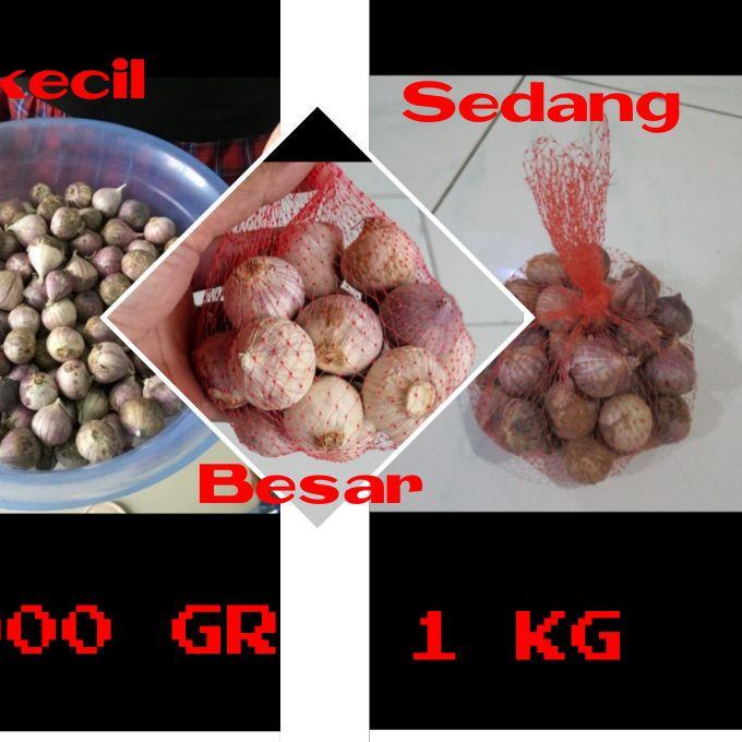 

Termurah | KI3 | Bawang putih tunggal ukuran kecil sedang besar 1kg / Bawang Lanang 1kg herbal alami