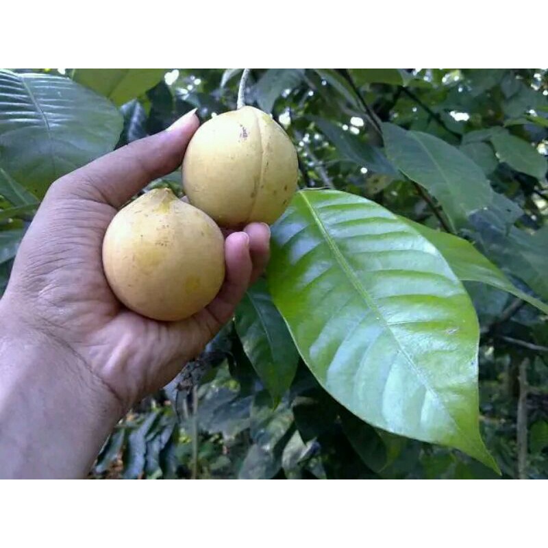 

Buah pala segar 1kg