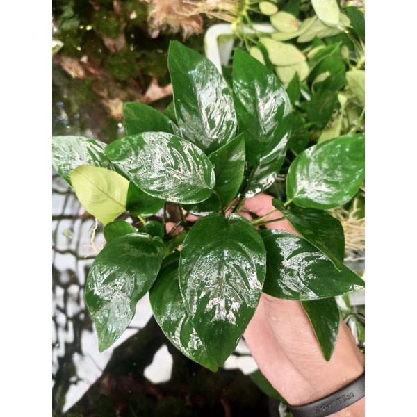 Anubias nana mp