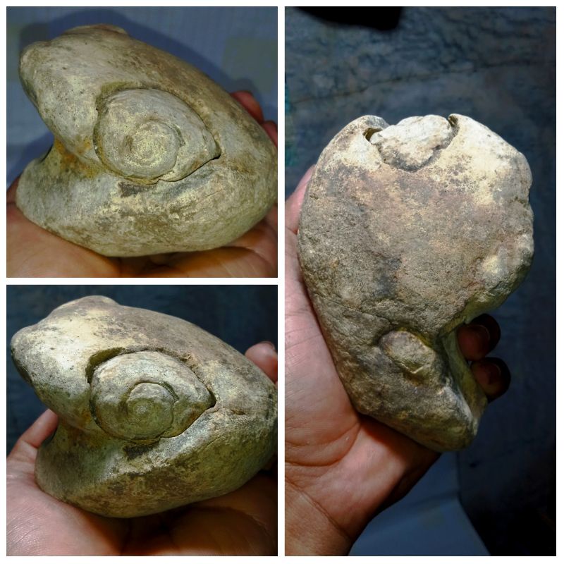 fosil keong purba dengan ukuran sangat besar