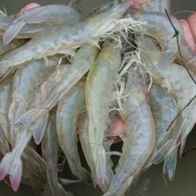 OPEN RESSELER Udang vaname hidup live