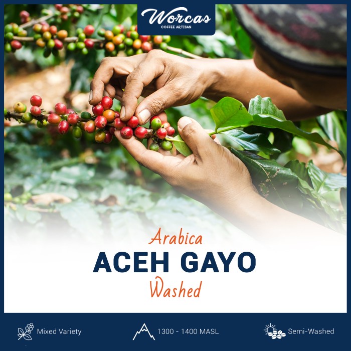 

Sale Aceh Gayo Arabica Green Bean 1Kg (Biji Kopi Mentah) /KOPI EUBE/KOPI KAPAL API/KOPIBUBUK/KOPI