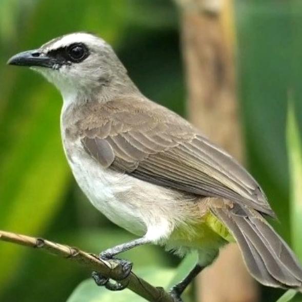 burung trucukan kebo jawa timur / SNI (Standar Nasional Indonesia)