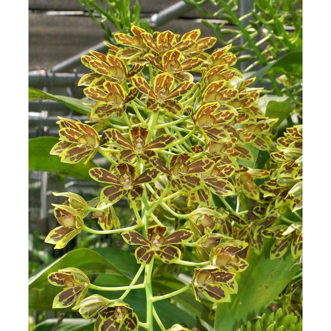 Grammatophyllum Scriptum (Dewasa) Anggrek Grammatophyllum Scriptum